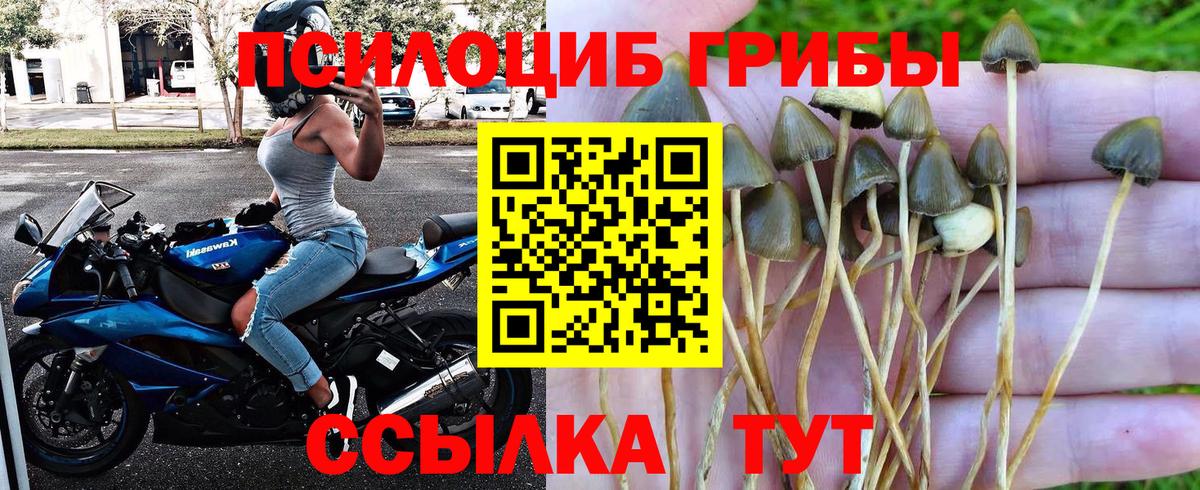 Карасук  что такое   Вход с VPN  Галлюциногенные грибы Cubensis  Галлюциногенные грибы мицелий 